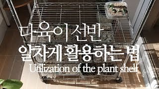 ENG) 다육이 선반 알차게 활용하는 방법. Utilization of the plant shelf. succulents/多肉植物/たにくしょくぶつ 220화 #해맑은TV