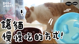 黃阿瑪的後宮生活-讓貓慢慢吃飯的方式