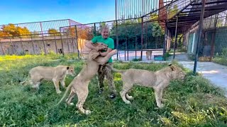 Молодые львы стали ПРОСТО ОГРОМНЫМИ! Посмотрите как они рады Олегу Зубкову!