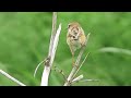 【野鳥観察】水田地帯にやってきたセッカ（鳴き声入り）