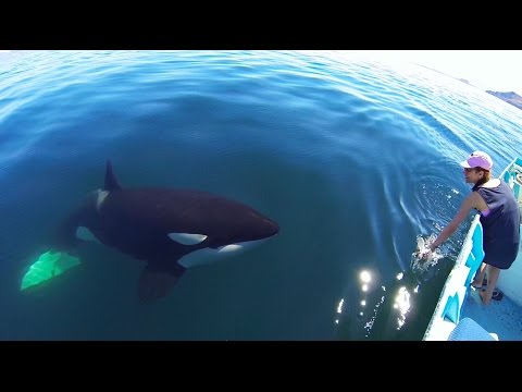 Unique Orca encounter in the Sea of Cortez...Bahia de los Angeles, Mexico. Unique Orca encounter in the Sea of Cortez...Bahia de los Angeles, Mexico.