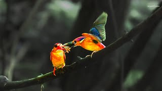 Witness the Incredible First Flight of an Oriental Dwarf Kingfisher at Karnala Sanctuary