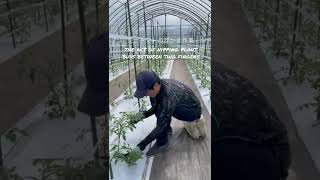 ミニトマトの芽かき作業the act of nipping plantbuds between two fingers【阿蘇がっちゃん農園】