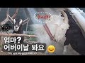 내일 어린이날인데... 엄마산양이 딸 초크슬램함.. ㅣ A Mama Mountain Goat butting Her Baby With Horns?!