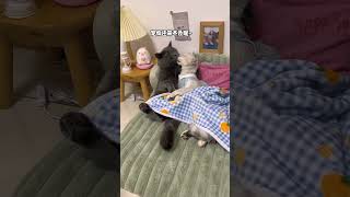 昨天还吵架呢 一天就和好了..# 猫咪的迷惑行为