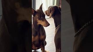 1 year old Doberman vs 10 year old Doberman