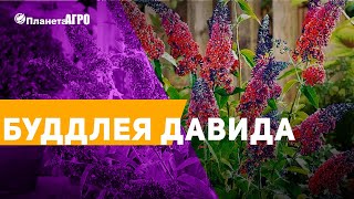 🌾 Семена цветов Буддлея Давида 🌿 Планета Агро