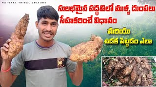 Thorny beets||ముళ్ళ దుంపలు ఎలా సేహకరించాలి ||natural tribal culture|