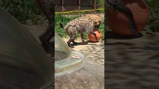 可愛いハイエナサッカー【のいち動物公園】 #shorts #ハイエナ #のいち動物公園