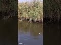 big tilapia fish catch in a tight canal #shorts #viral #fishing