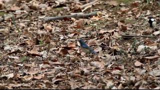 野鳥:ルリビタキ　雄がミミズを