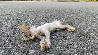 Poor kitten exhausted and lying motionless on the highway, try to wait for a miracle to happen...