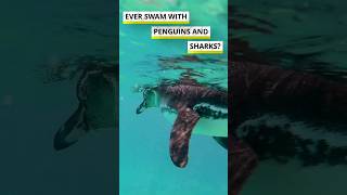 Have you ever swam with penguins and sharks at the same time?