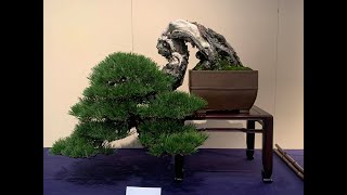 99th Kokufu Bonsai Show 2025. The Greatest Show on Earth Part 1