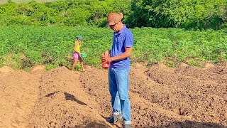 DANILO E AMIGOS PLANTAM FEIJÃO VERDE NA FAZENDA | DANILO PIMENTA