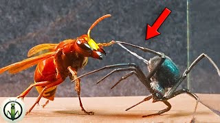 EPIC ENCOUNTER! ASIAN HORNET AND BLACK WIDOW - PUSH Their SKILLS To The LIMIT