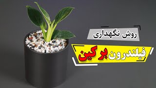 روش نگهداری گیاه فیلندرون برکین