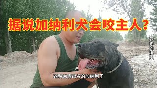 据说加纳利犬会咬主人？带大家看它们的真面目