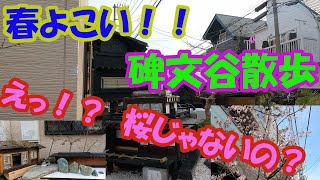 え～　桜じゃないの！？　碑文谷公園から鷹番、西小山まで目黒ぶらり散歩