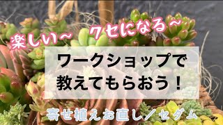 【大雑把主婦】人気ワークショップで寄せ植え／いろいろセダムで寄せ植えお直し