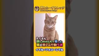 たくさん話しかけられて育った猫だけが見せる行動 #Shorts