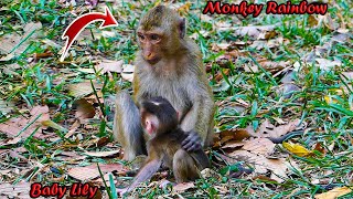 ___________Beautiful monkey Rainbow helps to train her lil sister Lily to learn walking more