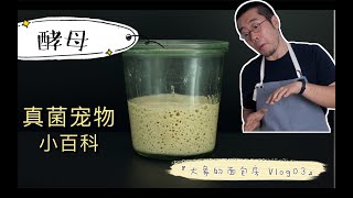 Vlog03 酵母 真菌宠物小百科 （附鲁邦种制作方法）