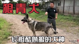 长相和狼非常相似的犬种“狼青犬”朋友家这条种公更是精品狼青犬