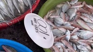 Cheap Fish | Fish Market | All Kind of Fish | Free Fish Cleaning |