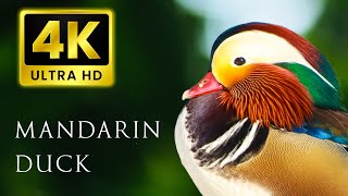 4K UHD で最もカラフルな鳥 | オシドリ | 水の流れ