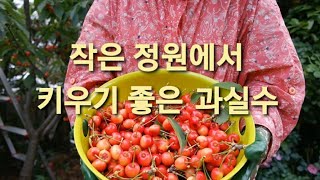 작은 정원에서 키우는 과실수/ 추천 과실수는??/ 주택살이/ 가드닝