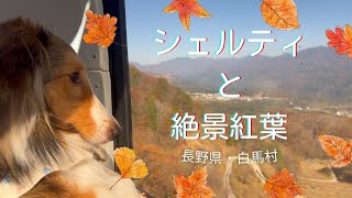 【シェルティ】🍁🍂白馬で絶景紅葉狩り🍂🍁【ドライブ旅行】