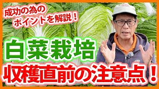 家庭菜園や農園の白菜栽培で収穫直前の注意点！最後までしっかり管理するコツと白菜の育て方！【農家直伝】