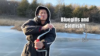 Ice Fishing for Goldfish and Bluegills in Madison, Wi