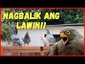 MUNTIK PINASOK NG LAWIN ANG LOFT KO!🦅😱