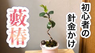 【藪椿盆栽（Camellia）】初心者には勇気がいる針金掛けを思い切ってやってみた