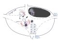 Brandl's Basics: B cell activation, maturation and differentiation