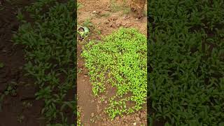 ଆମ ବାରି ପରିବା 🥬🥦 || #pulimaodiavlogs #garden #vegetables #gardening #kitchengarden #greenvegetable