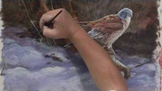 DVD - Painting Birds - The Kestrel with David Hyde