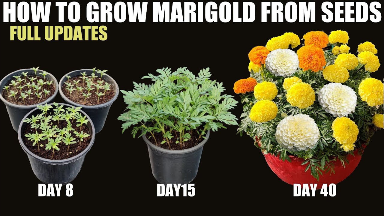 How To Grow Marigold From Seeds Seed To Flower Youtube How To Grow Marigold From Seeds Seed To Flower Youtube