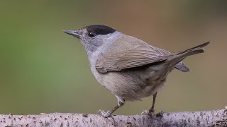 La Capinera (Sylvia Atricapilla)