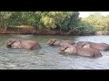Live recorded elephant crossing the mighty Zambezi River