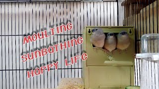 Gouldian finches ready to moult | All kind of bath | Butterfly lays eggs