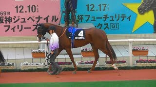 リュクスポケット、シクラメン賞のパドック。現地映像、阪神競馬場