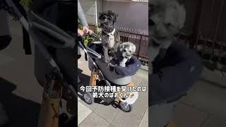 【れおぱおチャンネル】予防接種帰りの帰り道はゆっくりとエアーバギーで帰ります🐶　#れおぱおチャンネル　#予防接種