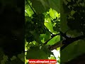 🍇Green Grapes Plant - Order now from - WWW.ALIVEPLANT.COM || ORIGINAL AUTHENTIC PLANTS #greengrapes