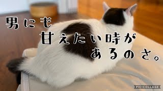 引き戸を開ける猫 vol.2 〜The cat opens the sliding door vol.2〜