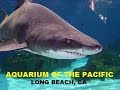 Aquarium of the Pacific - Long Beach,CA