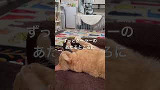 猫、日々クーラーにあたる2024年夏 #cat #茶とら猫 #ショート #保護猫 #ハチワレ #ねこのいる生活