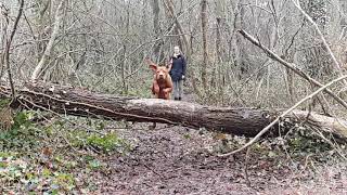 Vizsla Riley jumping in slowmotion